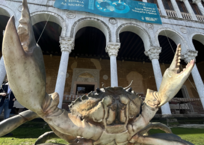 Il Grande Granchio per il Museo di Storia Naturale di venezia